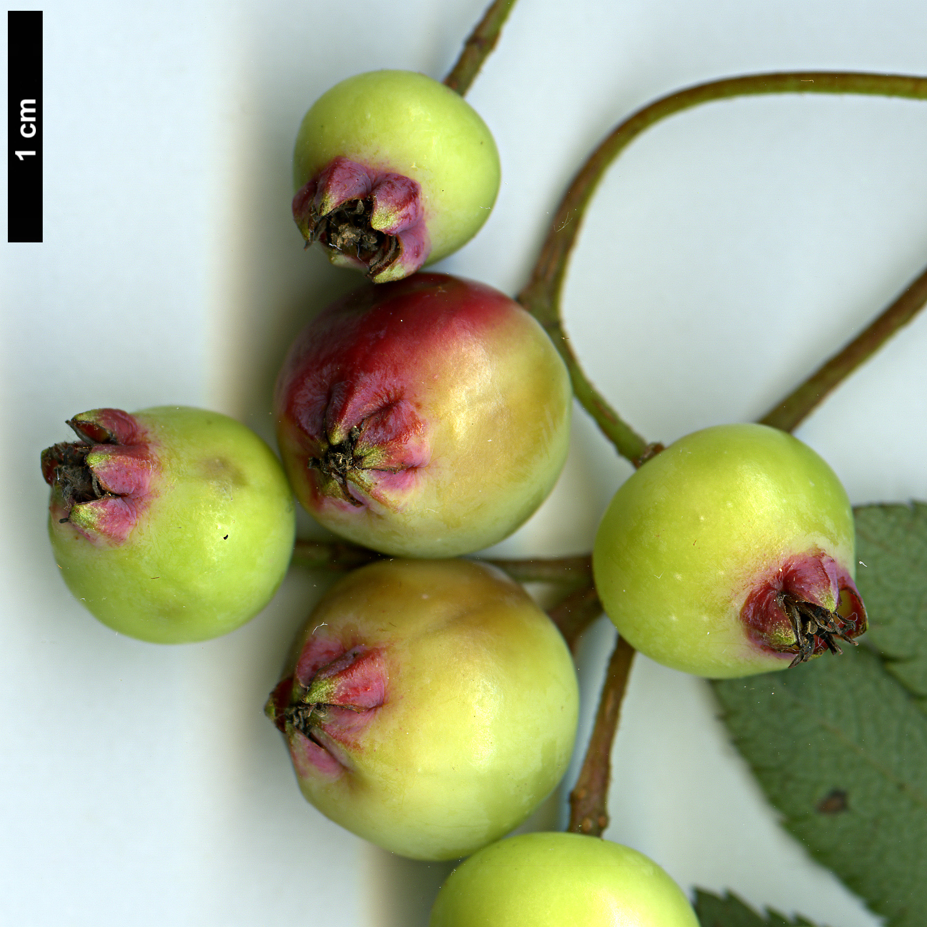 High resolution image: Family: Rosaceae - Genus: Sorbus - Taxon: KR 5000 (S. aff. filipes)